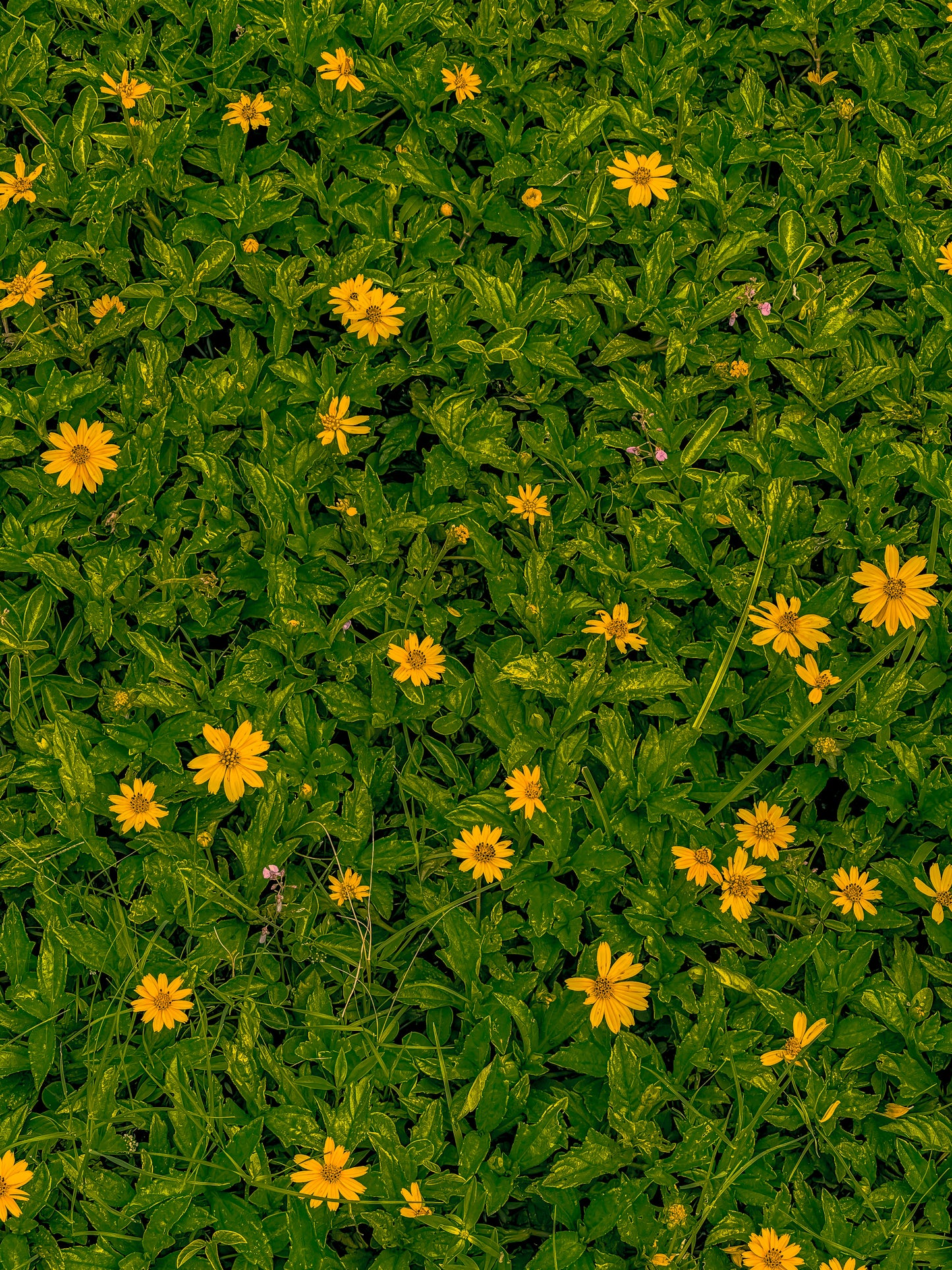 Still Blooming Print