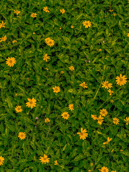 Still Blooming Print